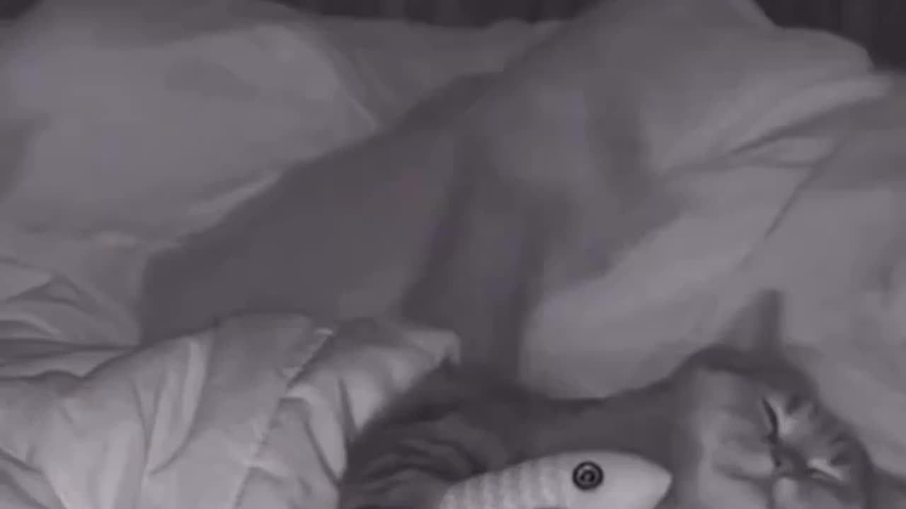 Cat snuggles with fish pillow.. 😊