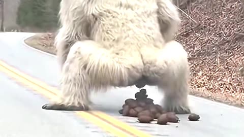 What did the gorilla do?