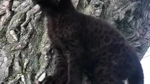 Orphaned Black Panther Finds Happy Family