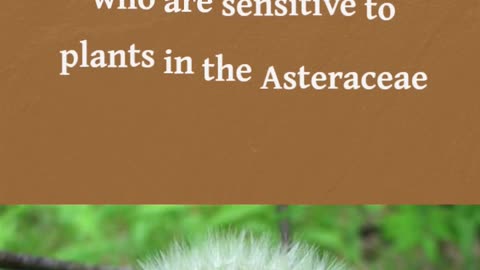 Dandelion for Digestive System Support