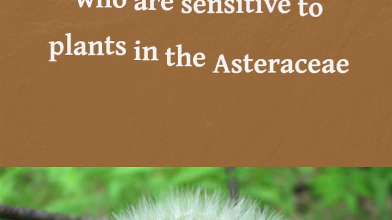 Dandelion for Digestive System Support