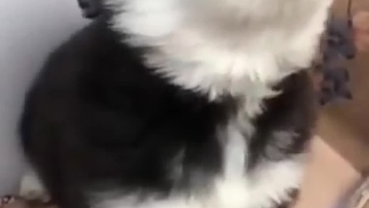 baby husky howling cute