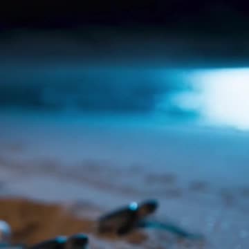 Alone at Birth: The Life of a Sea Turtle Hatchling