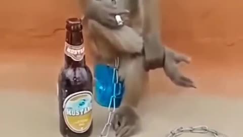 Monkey