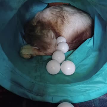 Crinkle tunnel and ping pong balls!!