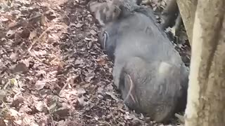 Must Watch: Encounter Wild Boar On Mountain 🐗 #warthog #pig #boar #viral #animal