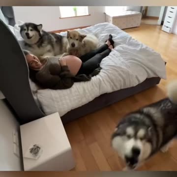 dog hearing the baby kicking