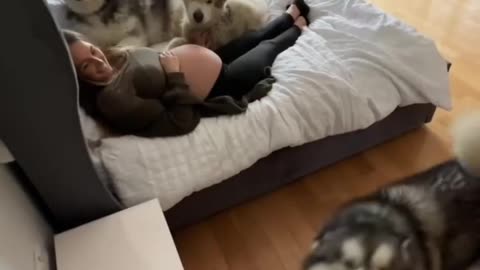 dog hearing the baby kicking