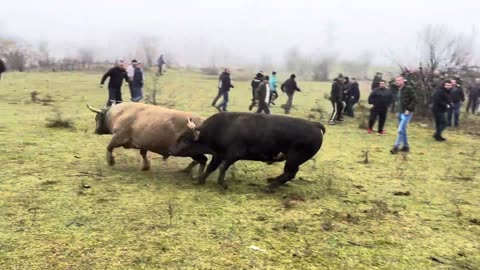 Kroki od Redžića vs Lugo od Hasanovića 2025