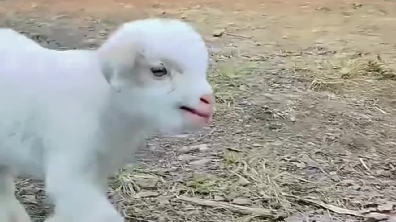 Handsome, cute and intelligent baby goat
