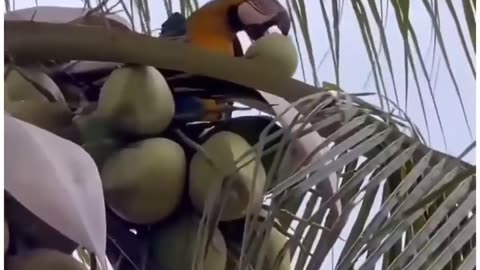 Macaw savor coconut water like the true king