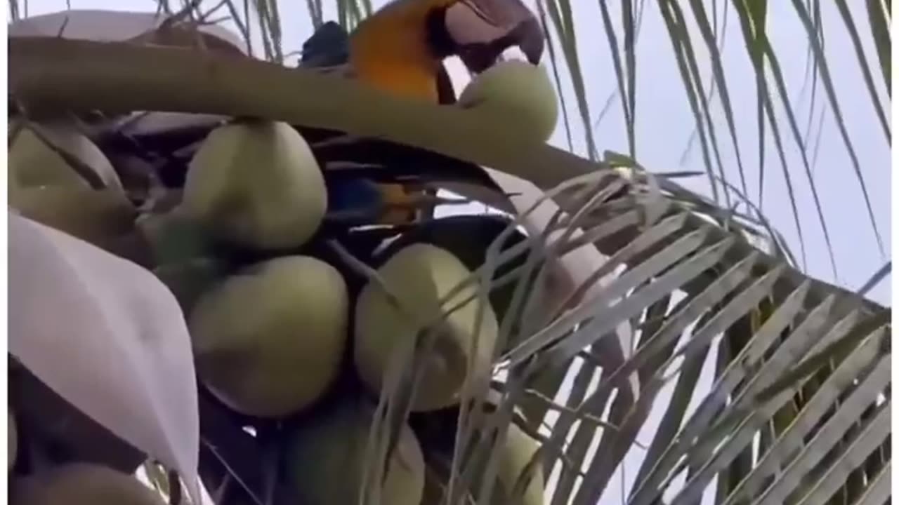 Macaw savor coconut water like the true king