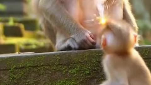 I couldn't stop laughing at the two monkeys. Watch and laugh 01