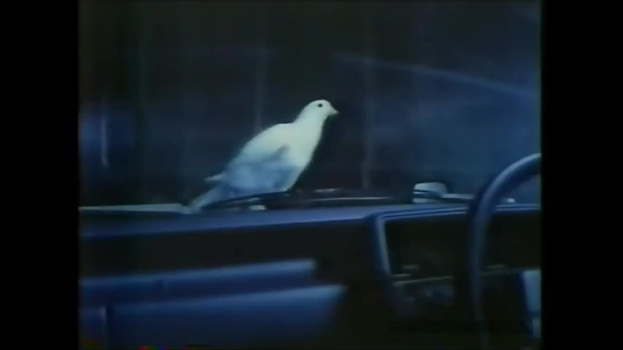 Japanese Car Mystique