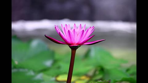 Inner Peace Awaits
