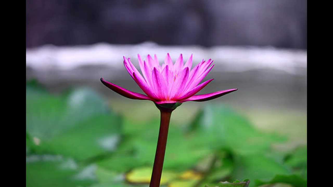 Inner Peace Awaits