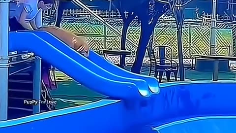 Funny animals