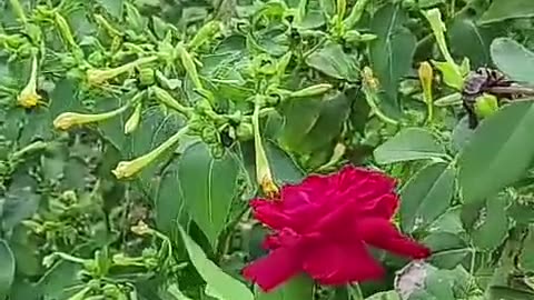 OLTEA HOZAN -NU RENUNTA!- #poezie #editor ⁨@ValentinTrifcanalcreștin⁩ CALEA CATRE RAI #podcast