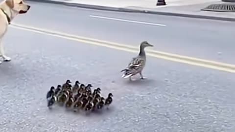 A Cute Duck Crossing Road with their Babies
