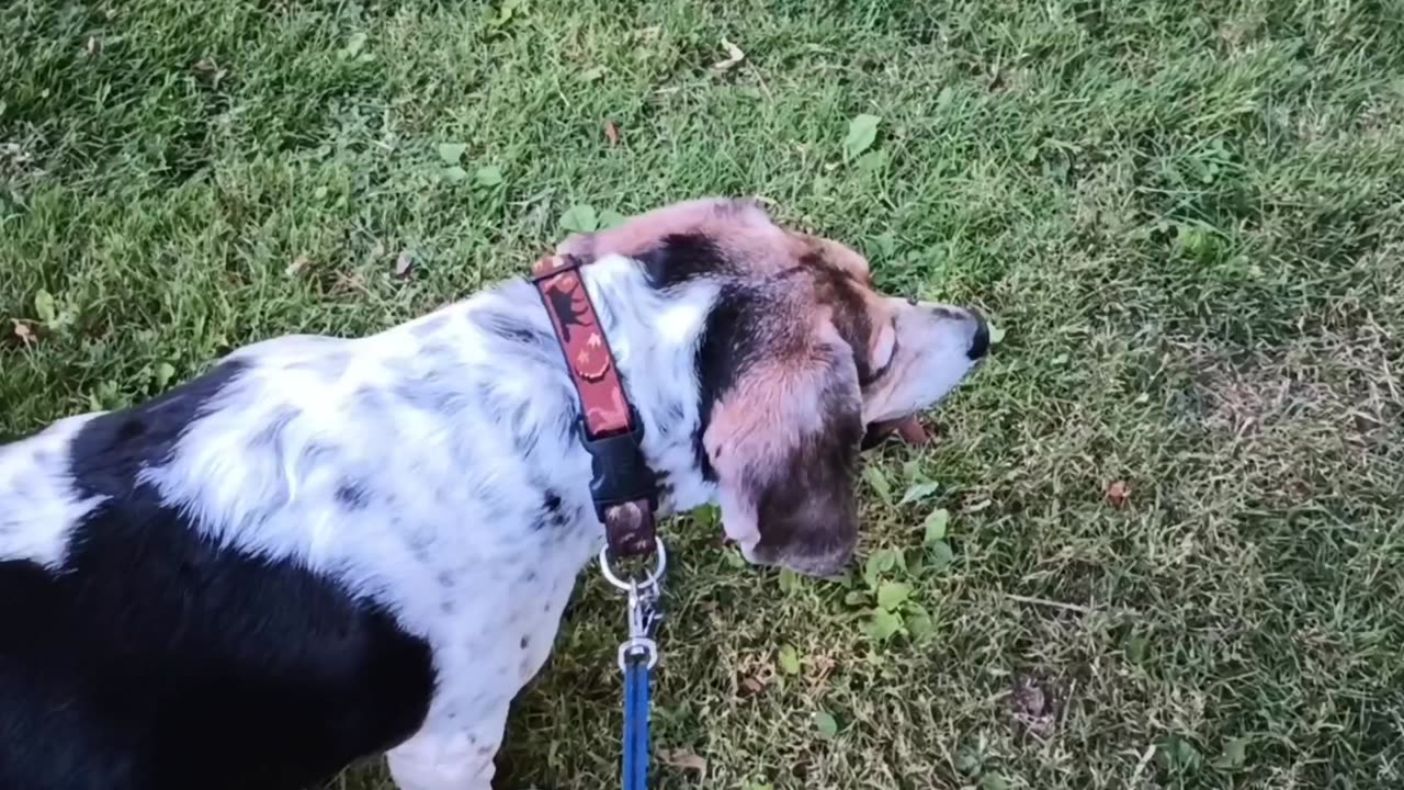 Bandit