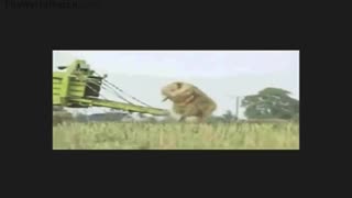 crazyman bails out after haymaker