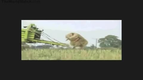 crazyman bails out after haymaker