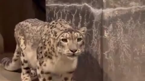 🧊✨ Snow Leopard's Reaction to Meeting a Tiger Will Amaze You! | FeedMyCuriosity