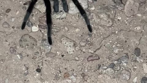 Tarantula in the New Mexico desert.