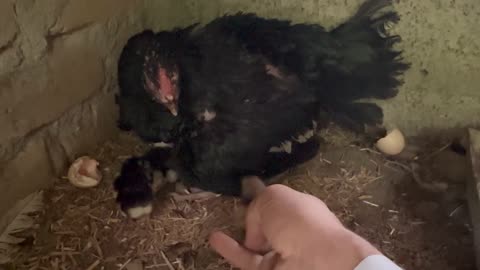 Chicken farm Vlog