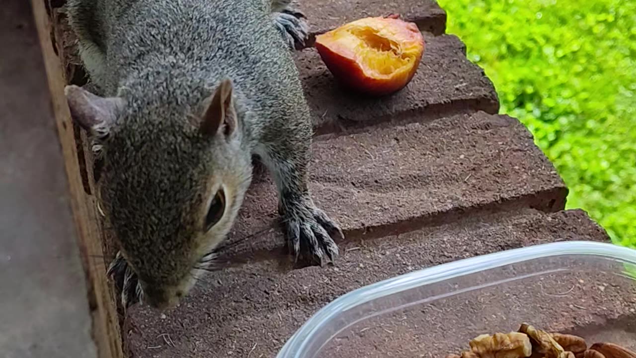 Mika The Squirrel munching on the peach fruit 🍑