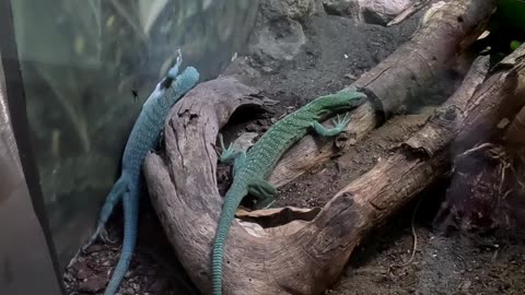 Emerald Monitors at the San Diego Zoo