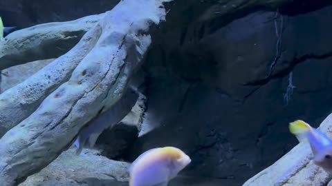 🐟😮 Watch This Fish Adapt To Life With Only One Eye! | FeedMyCuriosity