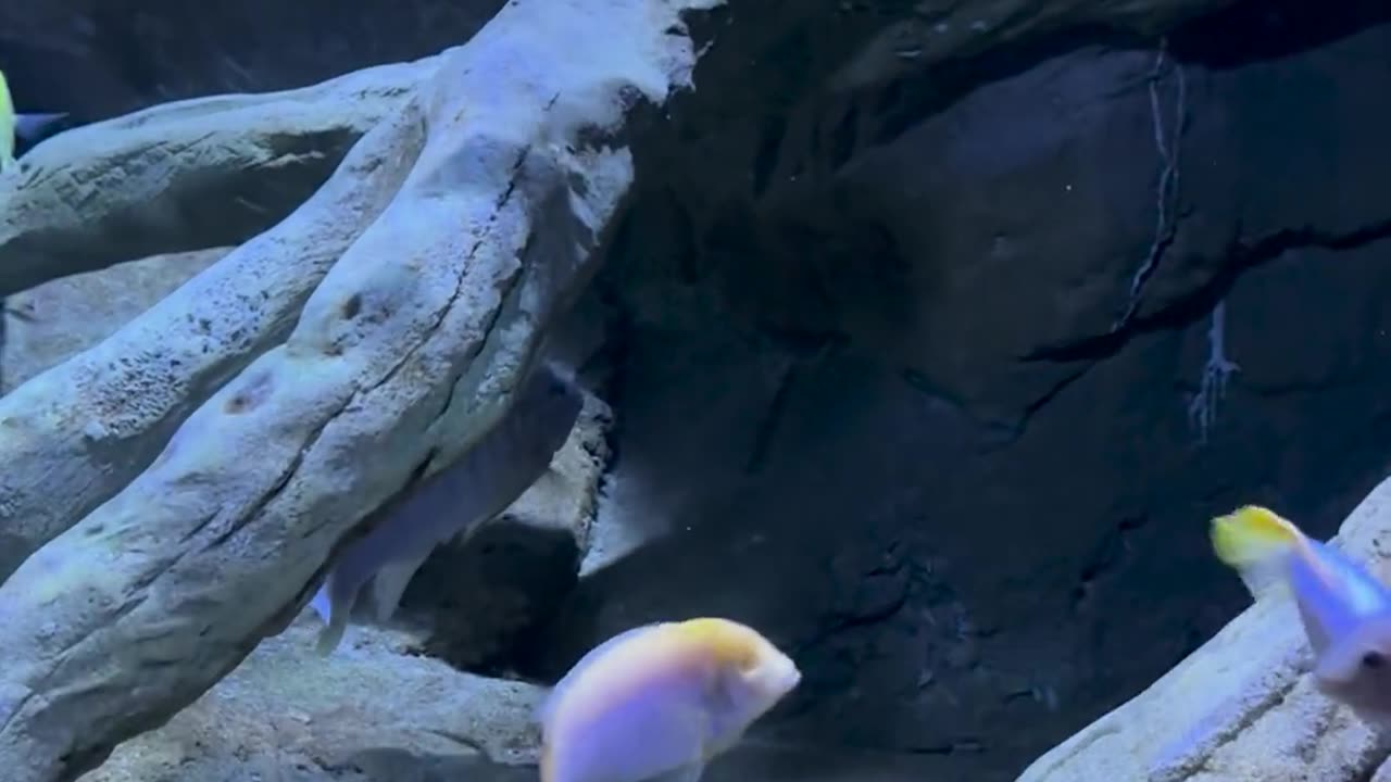 🐟😮 Watch This Fish Adapt To Life With Only One Eye! | FeedMyCuriosity