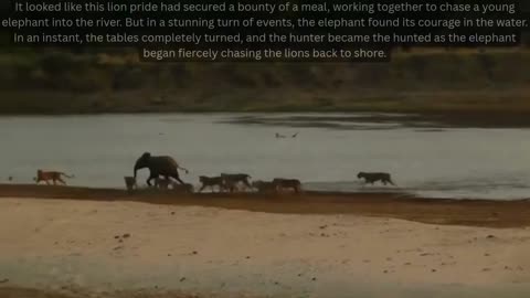 🦁 Lions: FAILURE vs. SUCCESS! Elephant Too Strong, Antelope Doomed 😱