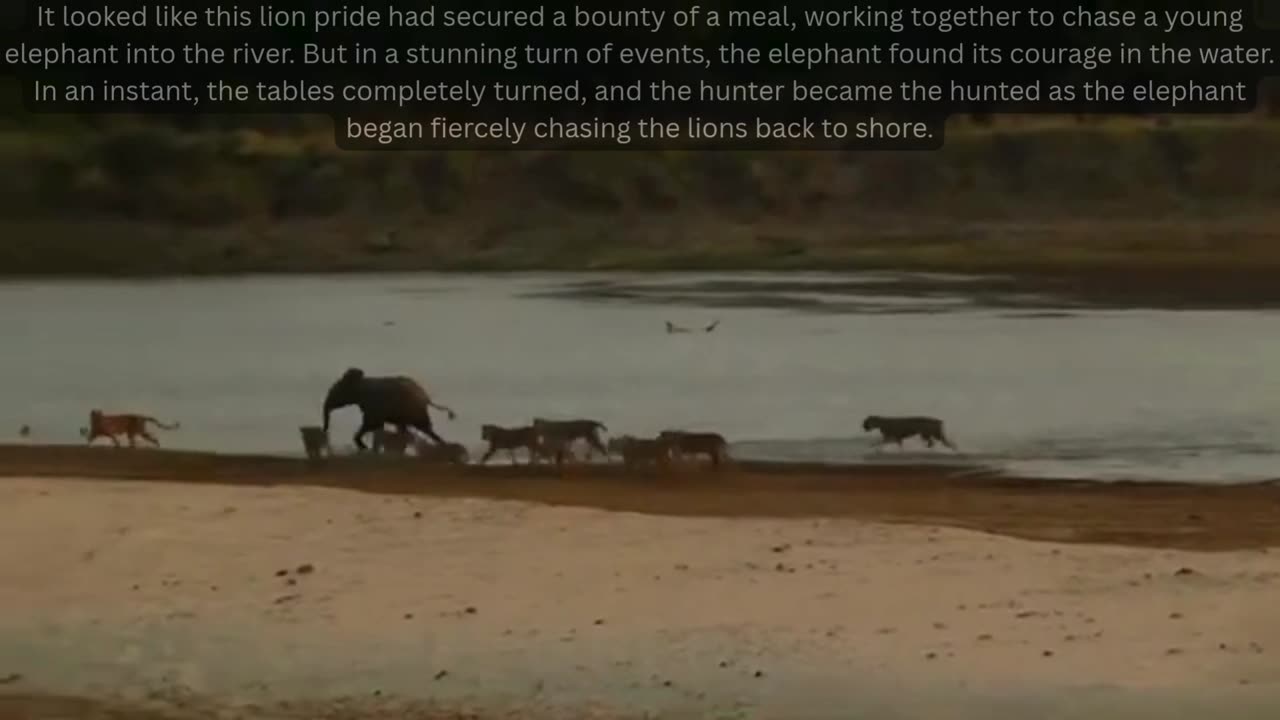 🦁 Lions: FAILURE vs. SUCCESS! Elephant Too Strong, Antelope Doomed 😱