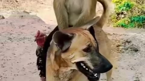 Monkey and dog