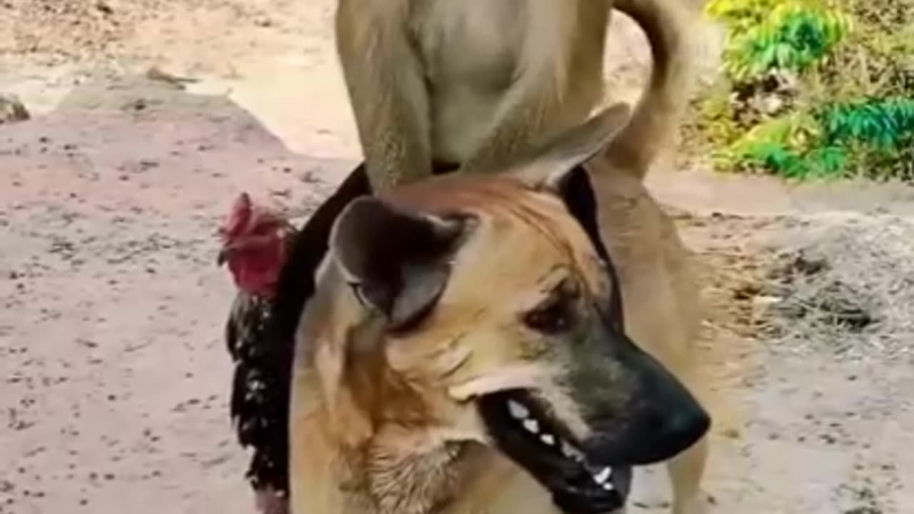 Monkey and dog