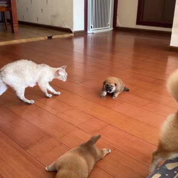 Shiba Inu's Funny Tantrum