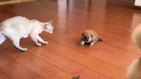 Shiba Inu's Funny Tantrum