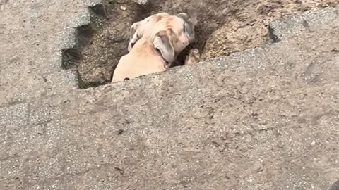 Dogs Dig Surprising Hole In Backyard