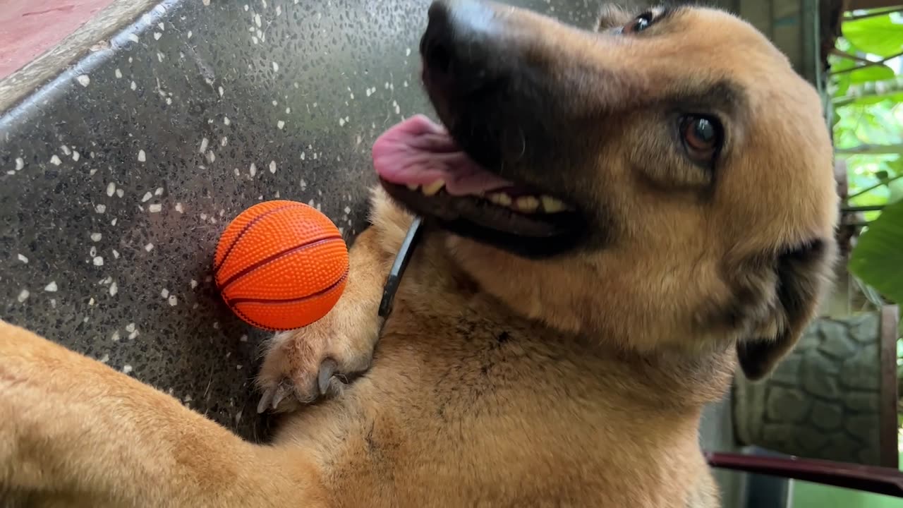 LIFE TIME WITH PAPPY