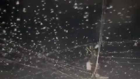 🌪️😮 Thousands of Birds Take Flight Before the Earthquake Hits! | FeedMyCuriosity