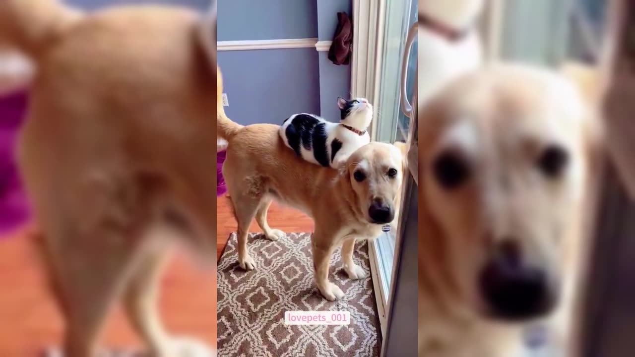 Adorable Dog and Cat Moments