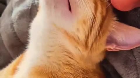 Dog's Comedy Videos 🤣 so cute videos and puppies comedy scenes 😂 so cute 🥰 🥰 🥰 🥰