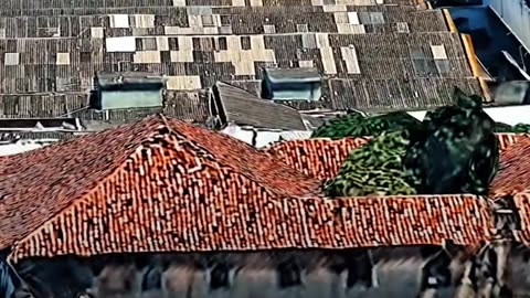 Primeira Muda de Café no Brasil