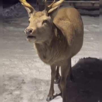 Tasty Granny Smith apple 🍏👍