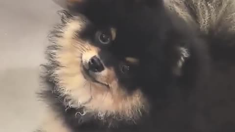 Look at this face 🐶
