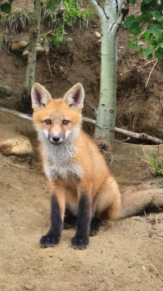 Did you get the joke ep 27