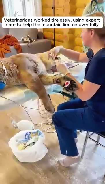 A man saved a mountain lion and raise it with love