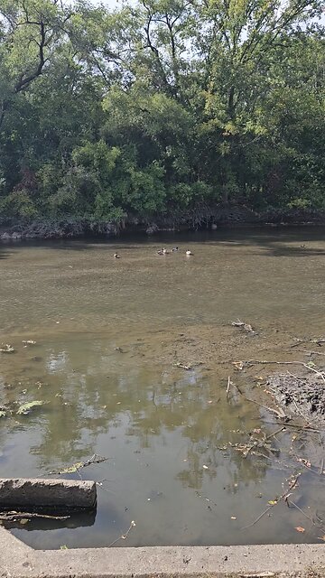 Wild Water Fowl on Salt Creek